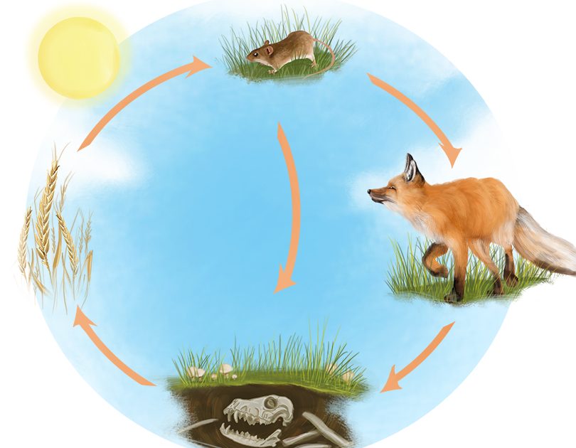 Caracteristicas De Los Seres Vivos Desarrollo www.eurekando.org